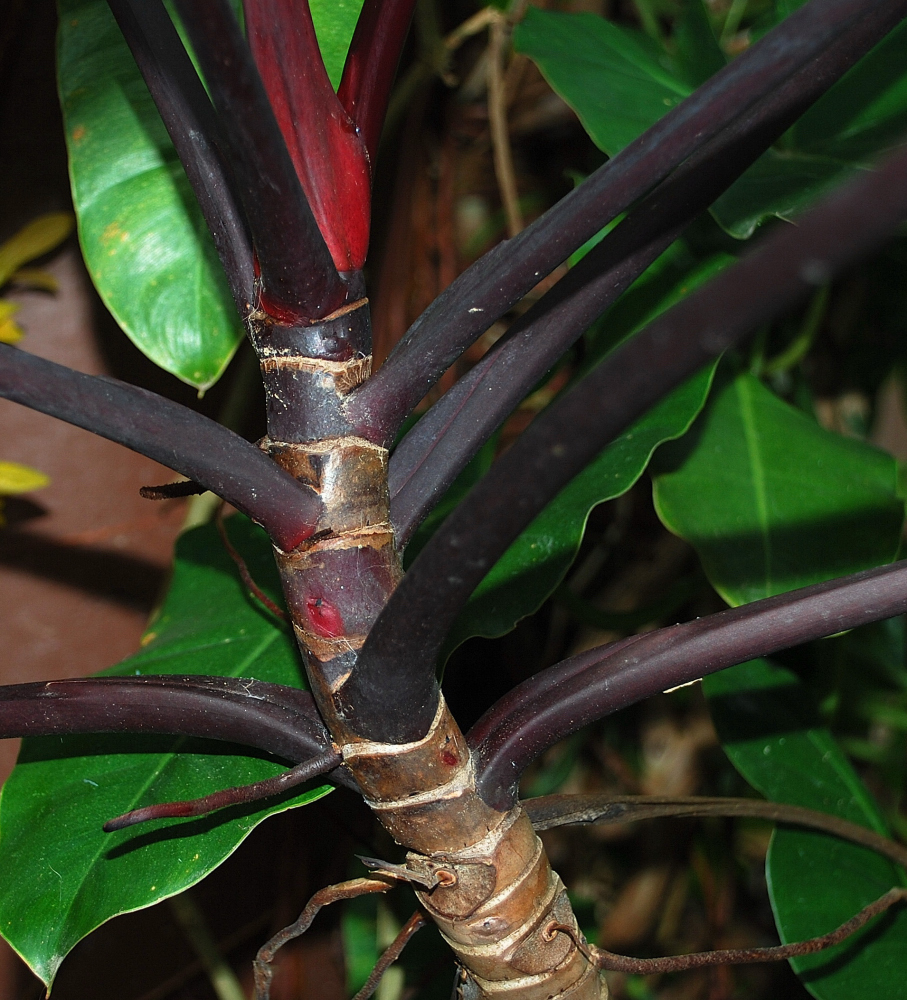 Araceae Philodendron erubescens - Thai Garden Plant